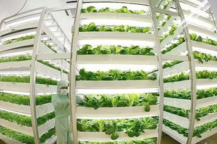 魚菜共生 養魚不換水、種菜不施肥的生態農業新模式