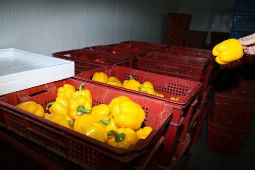 持續嚴寒中的上海果蔬大棚 果菜葉菜豐收忙，苗木茁壯成長