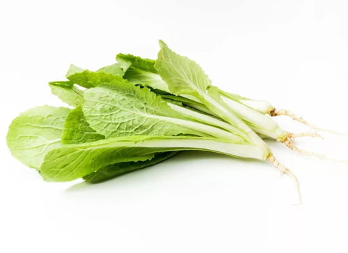 應季養生｜冬季餐桌必備 這幾種時令蔬菜不僅營養豐富，還能增強抵抗力