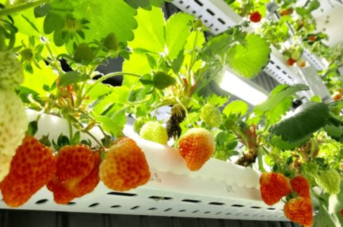 苗木植物工廠產(chǎn)品走入日本尋常百姓家