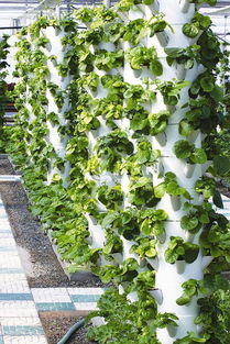 都市菜園 工廠化生產優質無公害蔬菜