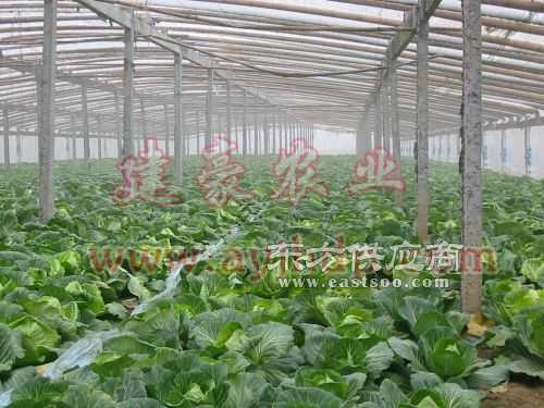 復(fù)合材料蔬菜大棚骨架 引領(lǐng)現(xiàn)代農(nóng)業(yè)設(shè)施升級(jí)