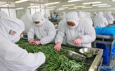 農(nóng)村辦廠新機遇 精選蔬菜深加工項目，開啟致富快車道