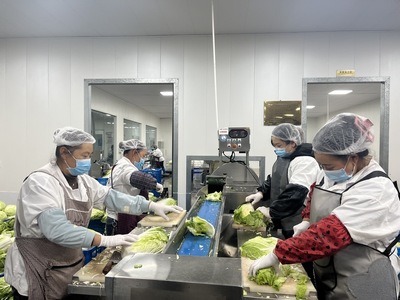 從田頭到餐桌 蔬菜加工與苗木產(chǎn)業(yè)的技術革新