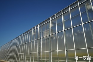 歸園新農人 80末“富二代”留學歸來，打造歐荷生態小番茄的綠色夢想