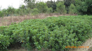 農苗網 一站式綠化苗木采購平臺，海桐球、海棠球工程苗指導價與廠商盡在掌握