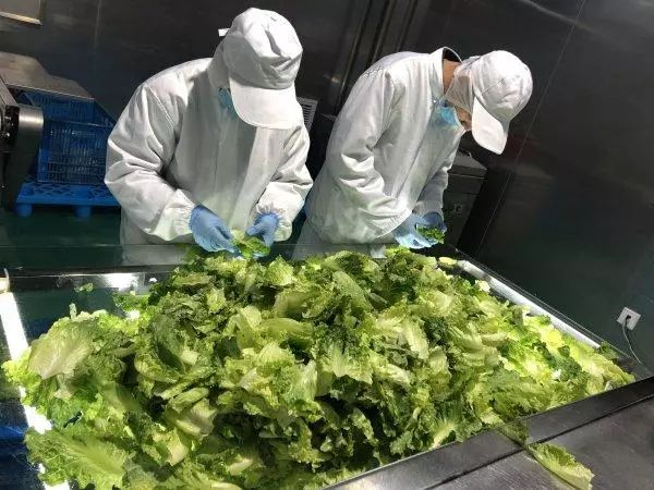 振興動態 | 新品種引領餐桌革命，萬科農業以即食蔬菜打開市場新藍海